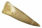 Fossil Plesiosaur (Zarafasaura) Tooth - Morocco #269244-1